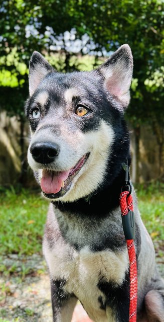 Happy - Siberian Husky + Husky Dog