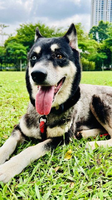 Happy - Siberian Husky + Husky Dog