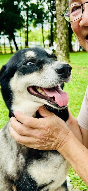 Happy - Siberian Husky + Husky Dog