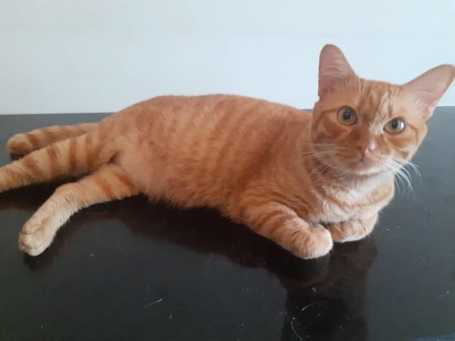 Simba - Domestic Short Hair Cat