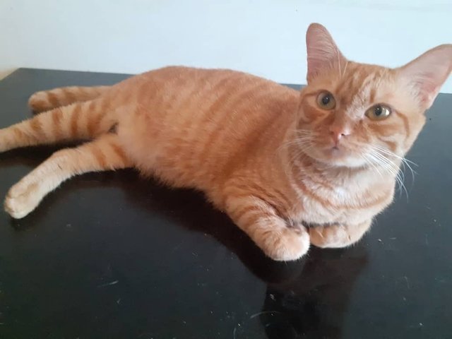 Simba - Domestic Short Hair Cat