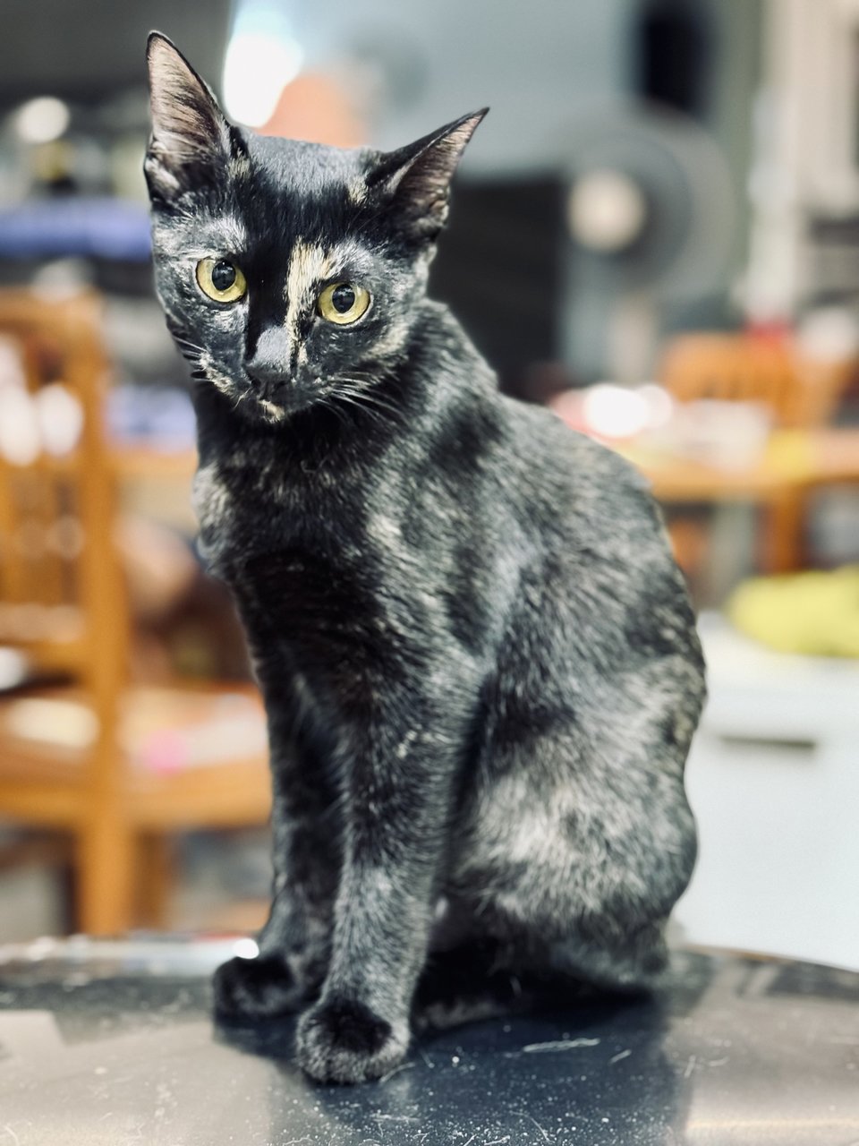 Kamie - Domestic Medium Hair + Tortoiseshell Cat