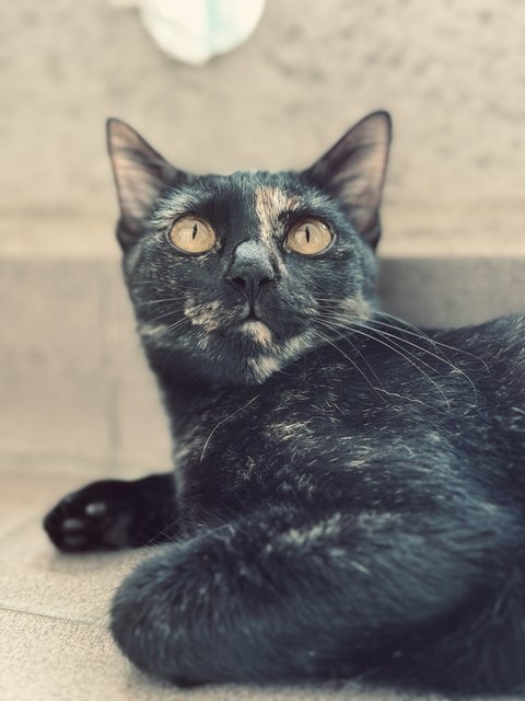 Kamie - Domestic Medium Hair + Tortoiseshell Cat