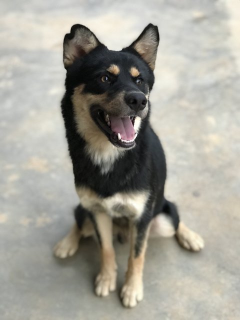 Jack Jack - Husky Mix Dog