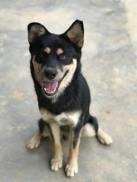 Jack Jack - Husky Mix Dog