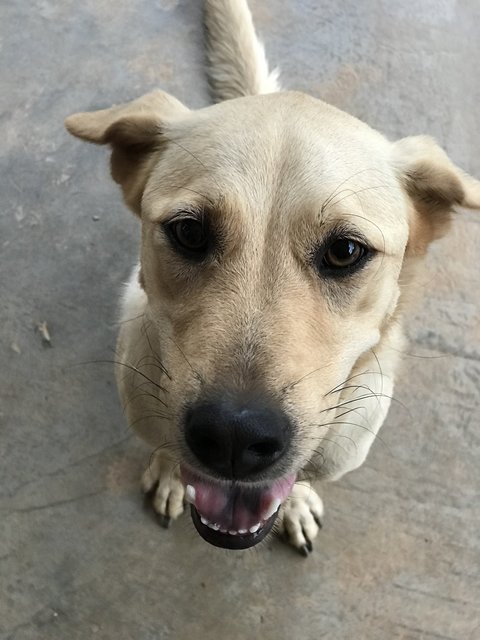 Mana - Labrador Retriever + German Shepherd Dog Dog