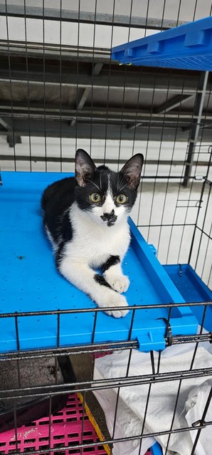 Princeton - A Beautiful Tuxedo Kitty🖤🤍 - Domestic Short Hair Cat