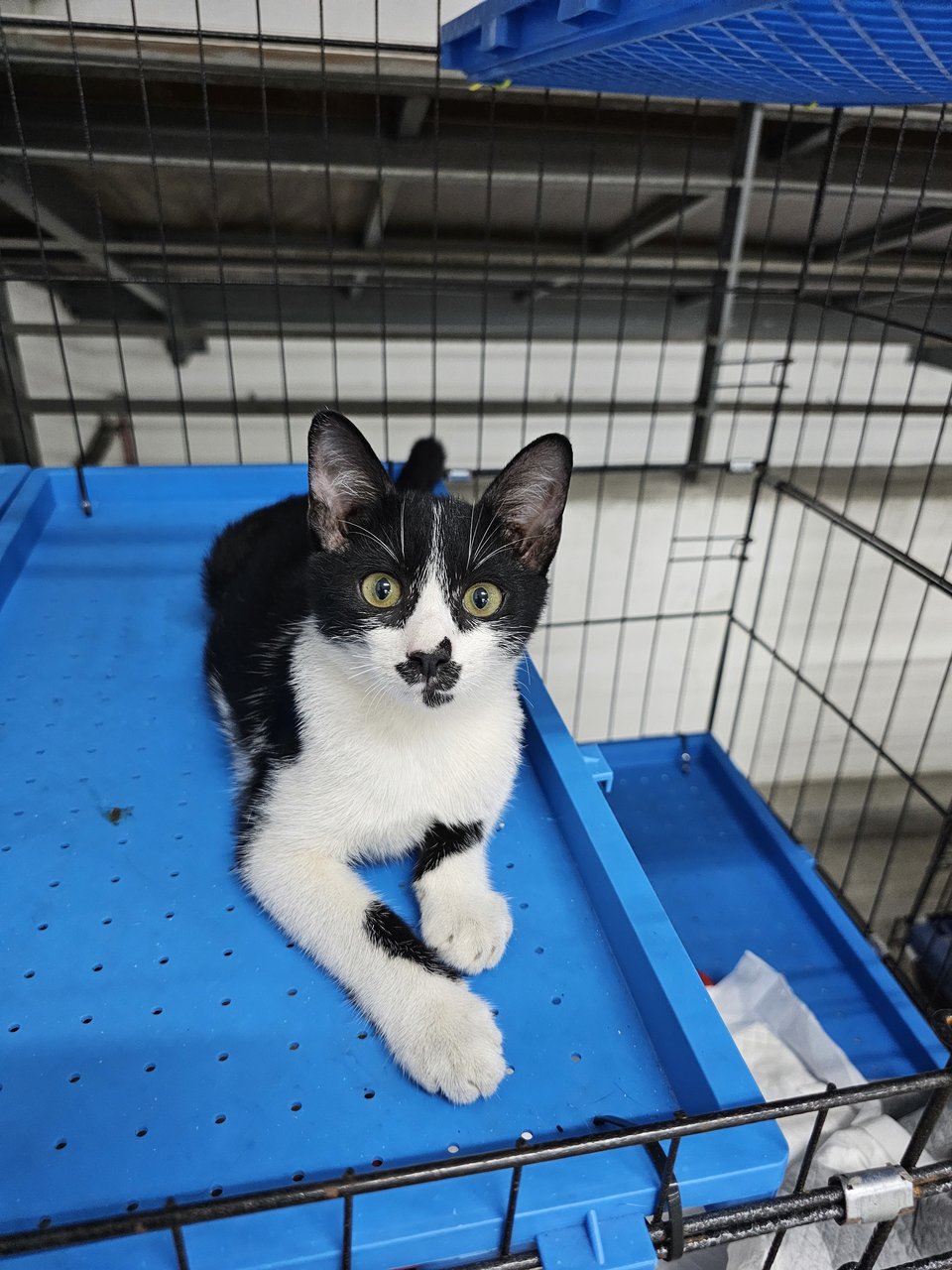 Princeton - A Beautiful Tuxedo Kitty🖤🤍 - Domestic Short Hair Cat