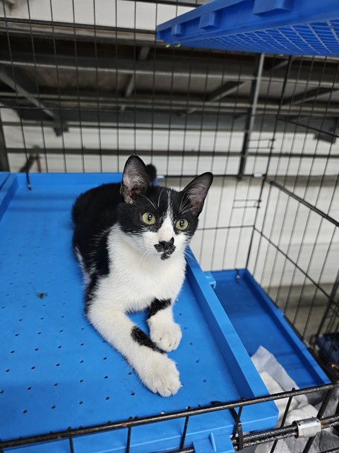 Princeton - A Beautiful Tuxedo Kitty🖤🤍 - Domestic Short Hair Cat