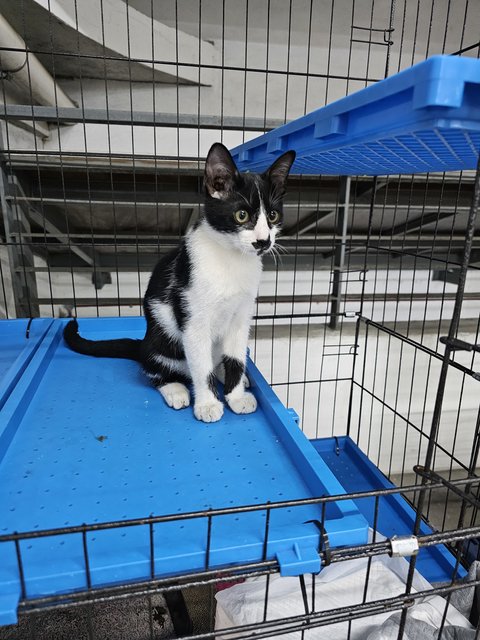 Princeton - A Beautiful Tuxedo Kitty🖤🤍 - Domestic Short Hair Cat