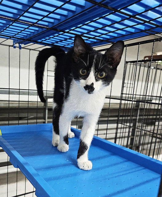 Princeton - A Beautiful Tuxedo Kitty🖤🤍 - Domestic Short Hair Cat