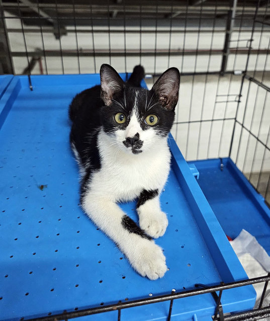 Princeton - A Beautiful Tuxedo Kitty🖤🤍 - Domestic Short Hair Cat