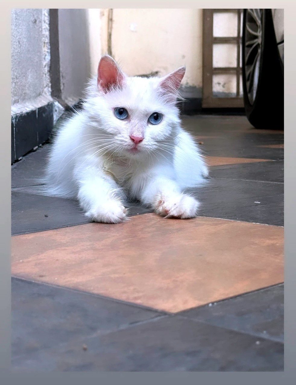 No Name - Turkish Angora Cat