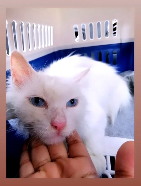 No Name - Turkish Angora Cat