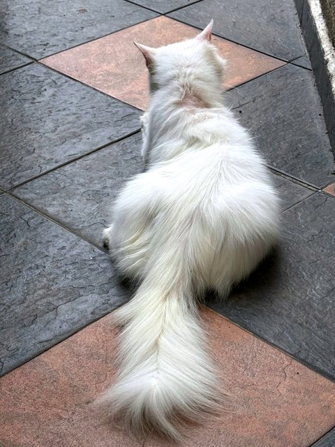 No Name - Turkish Angora Cat