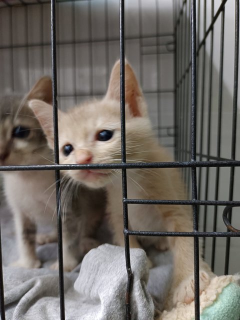 Woody &amp; Grey - Domestic Short Hair Cat