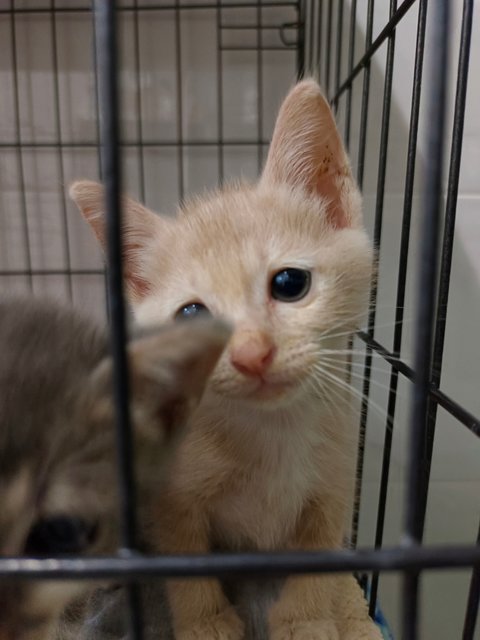 Woody &amp; Grey - Domestic Short Hair Cat