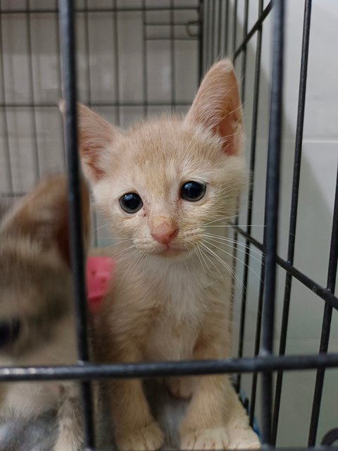 Woody &amp; Grey - Domestic Short Hair Cat