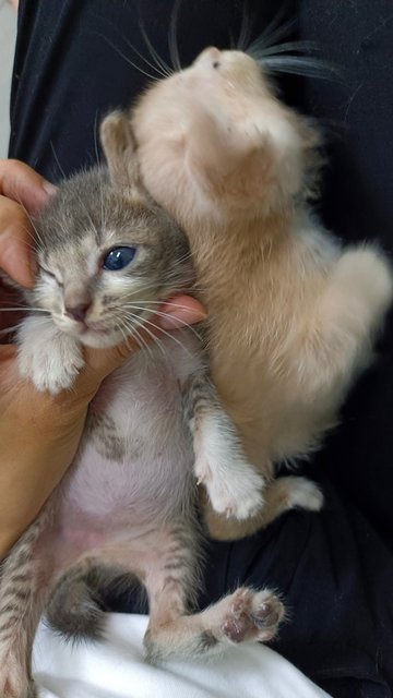 Woody &amp; Grey - Domestic Short Hair Cat