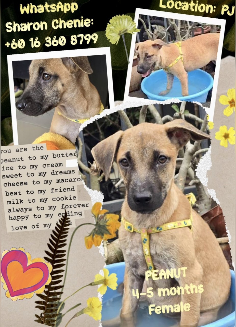 Adopted, Tq, Peanut  Girl - Mixed Breed Dog