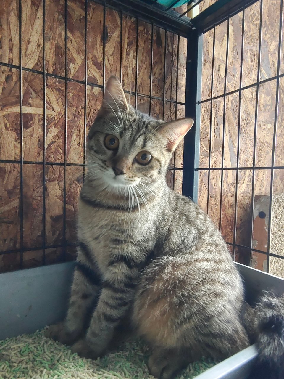 Sweety - British Shorthair + Bengal Cat