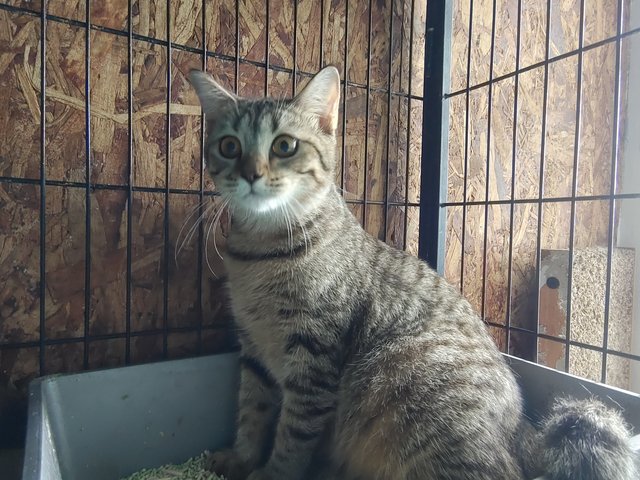 Sweety - British Shorthair + Bengal Cat