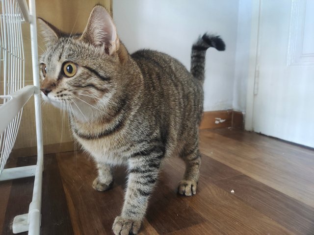 Sweety - British Shorthair + Bengal Cat