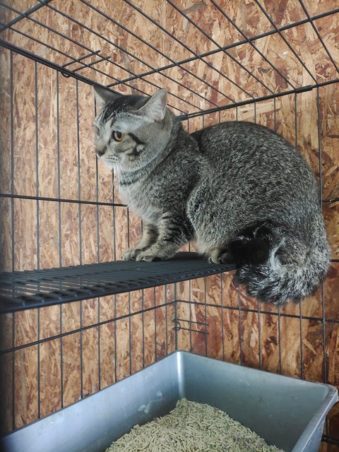 Owl  - British Shorthair + Domestic Short Hair Cat