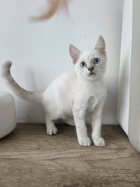 Shawn - British Shorthair + Himalayan Cat