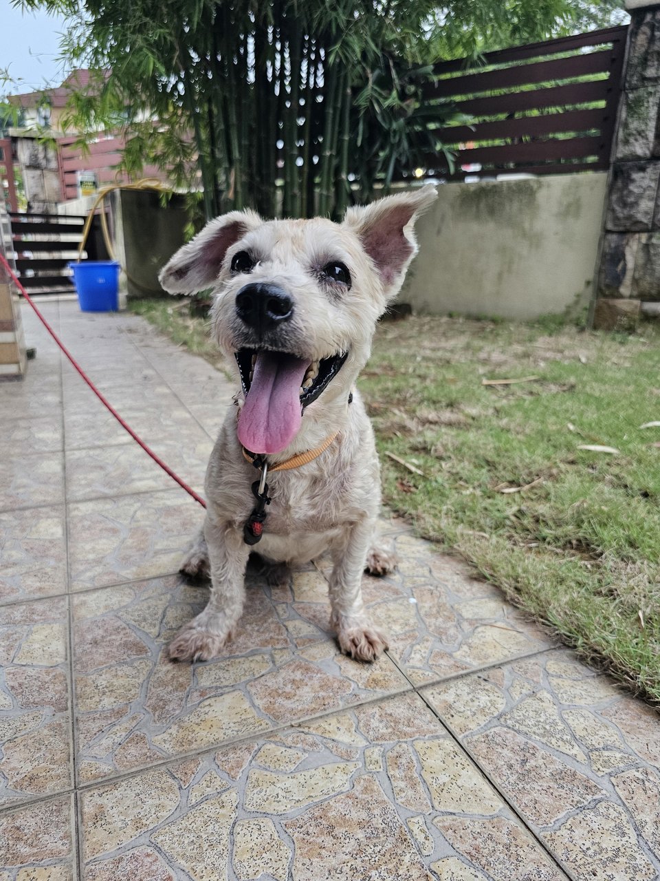 Yoda - Schnauzer Dog