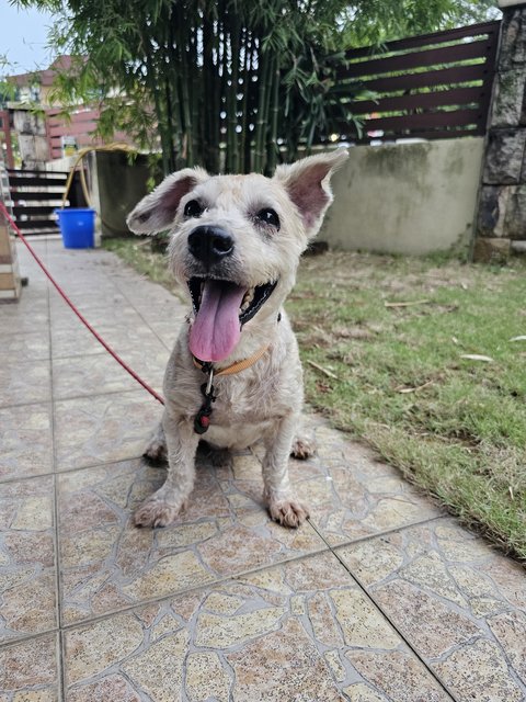 Yoda - Schnauzer Dog