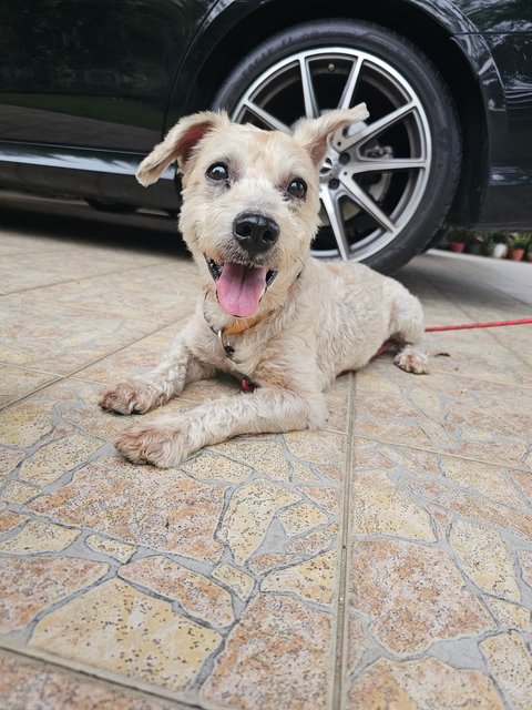 Yoda - Schnauzer Dog