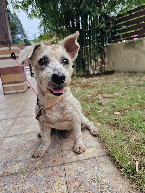 Yoda - Schnauzer Dog