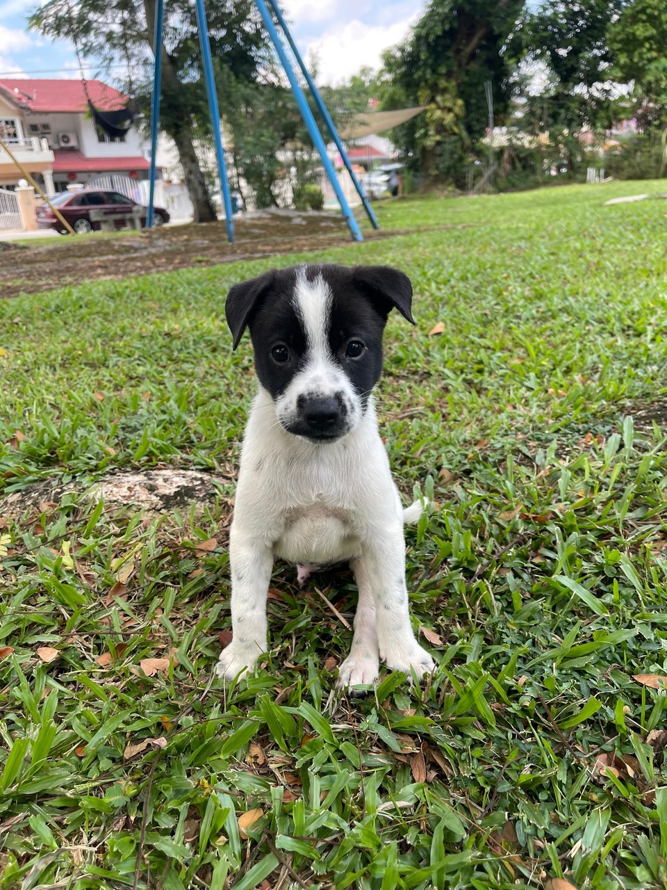 Pongo - Mixed Breed Dog