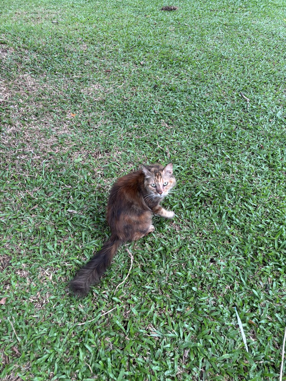 Lion - Domestic Long Hair Cat