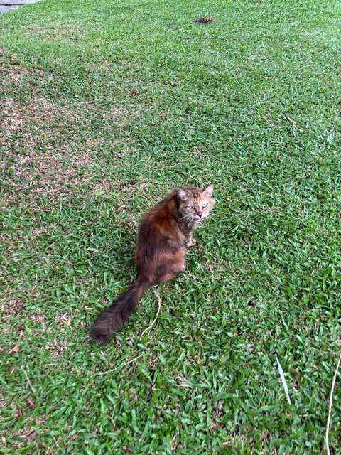 Lion - Domestic Long Hair Cat