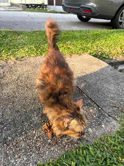 Lion - Domestic Long Hair Cat