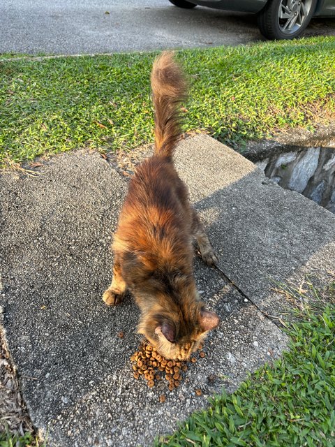 Lion - Domestic Long Hair Cat