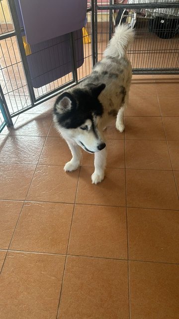 Max (John) - Husky Dog