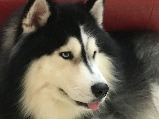 Max (John) - Husky Dog