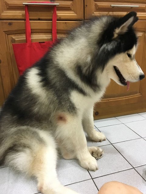 Max (John) - Husky Dog