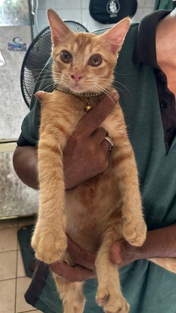 Bob The Oyen - Tabby + Domestic Short Hair Cat