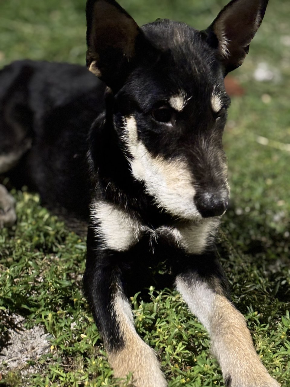 Irish Terrier Mix - Irish Terrier Mix Dog