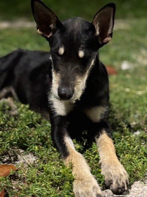 Irish Terrier Mix - Irish Terrier Mix Dog