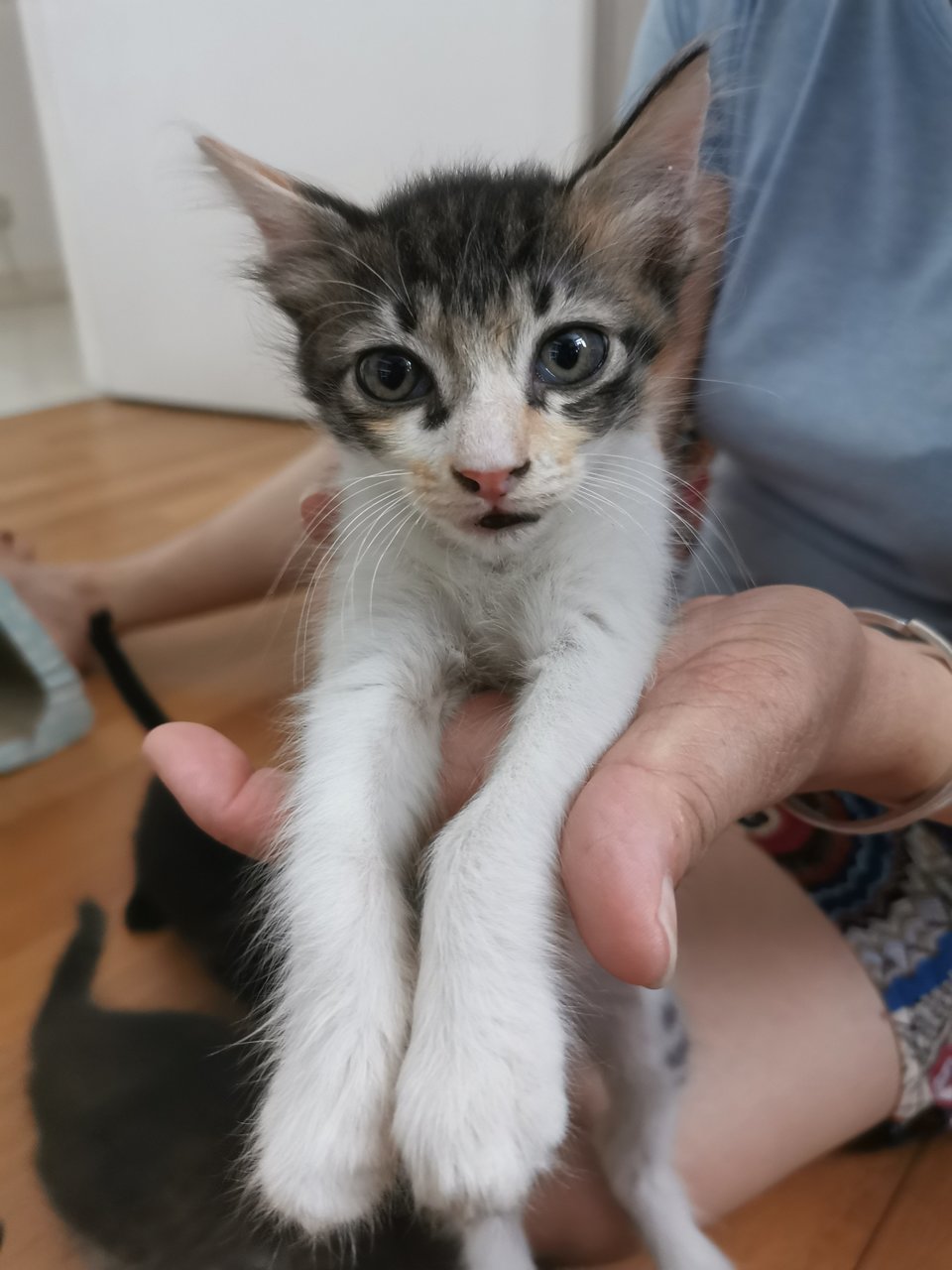 White Calico - Domestic Medium Hair Cat