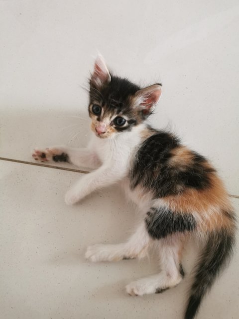 White Calico - Domestic Medium Hair Cat