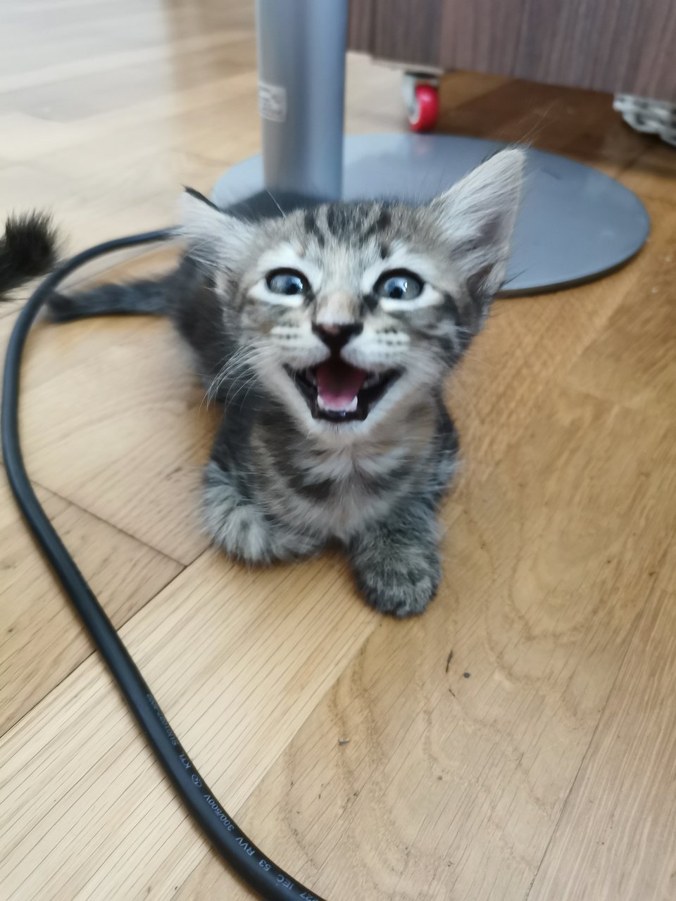 Tabby And Black  - Domestic Short Hair Cat