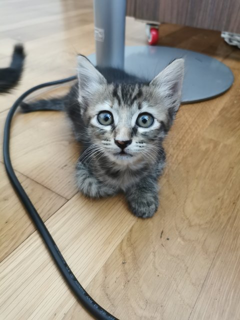 Tabby And Black  - Domestic Short Hair Cat