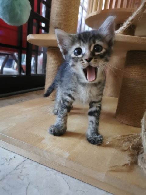 Tabby And Black  - Domestic Short Hair Cat