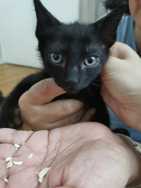 Tabby And Black  - Domestic Short Hair Cat